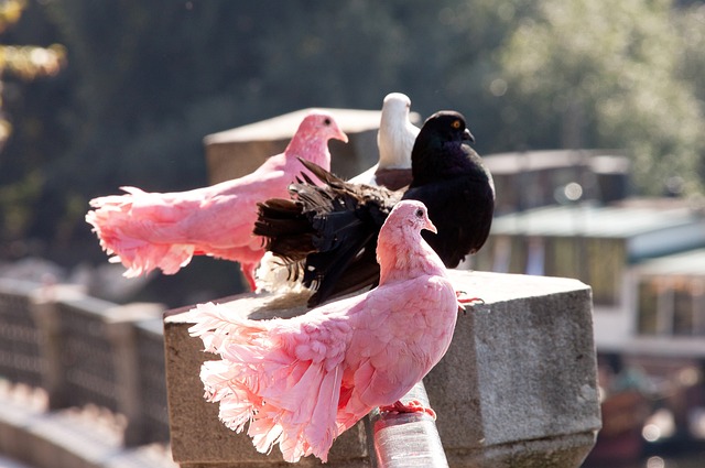 “村超”引入村集，产生啥“化学反应”？.