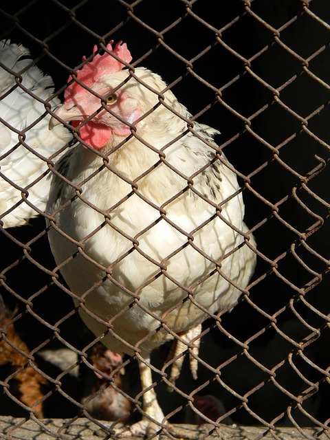 在西蒙尼的 在西蒙尼的